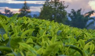 大叶茶属于什么茶 大叶茶具体属于什么茶