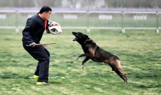 适合家养的护卫犬（家里养护卫犬养什么好）