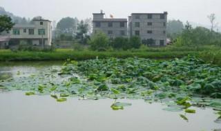 夏天鱼塘的水草怎么养护（夏天鱼塘的水草怎么养护好）