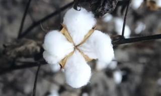 棉花适合什么时间种植 棉花适合什么时间种植最好