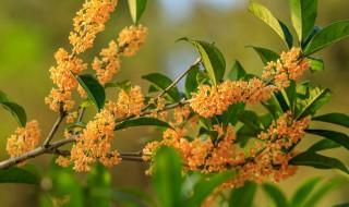 桂花适合什么季节种植，桂花树什么季节栽种