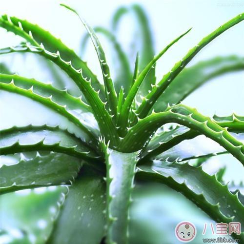 孕期植物美容效果好 教你自己DIY